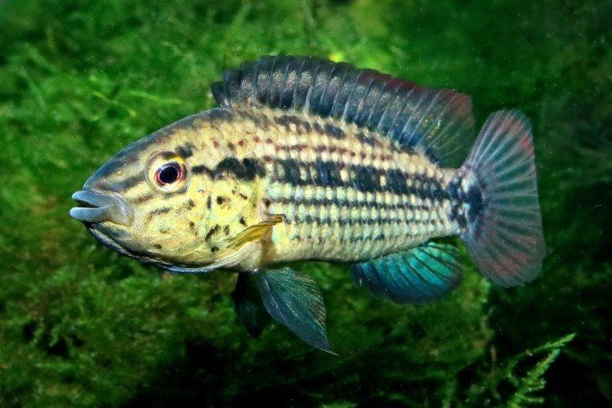 Apistogramma kullanderi