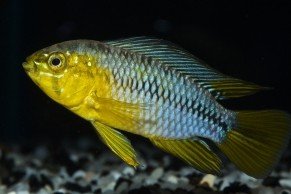 Apistogramma luelingi