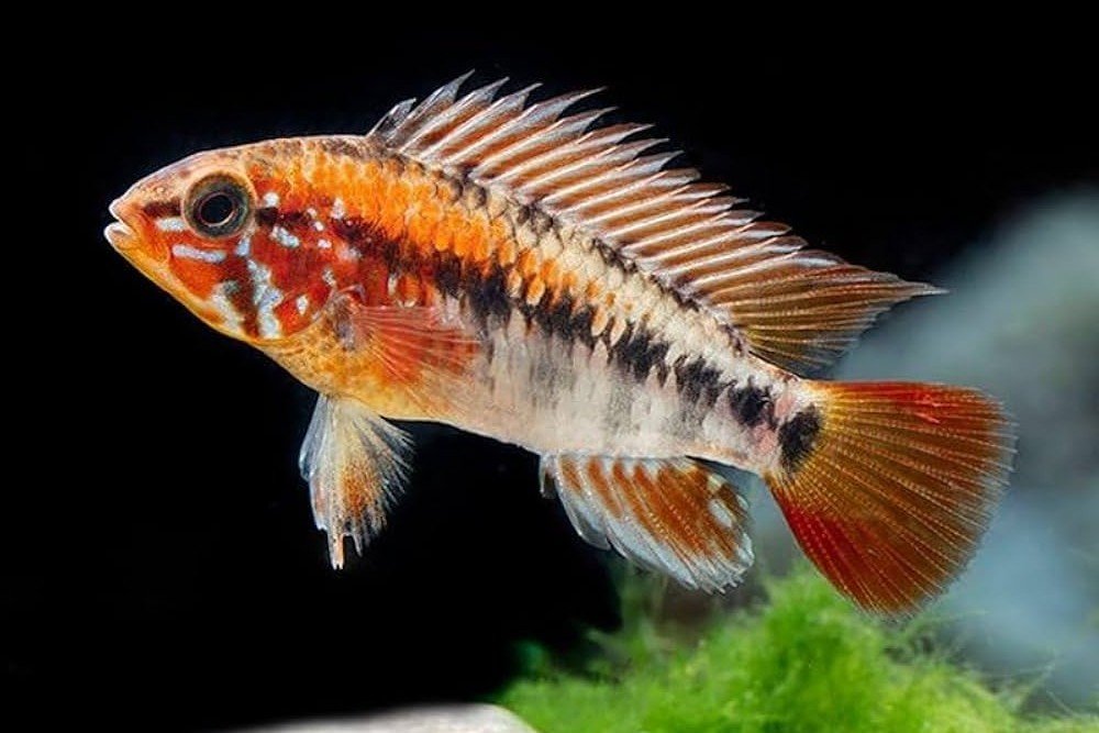 Macmaster's dwarf cichlid