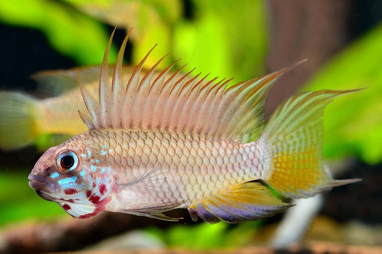 Apistogramma megaptera