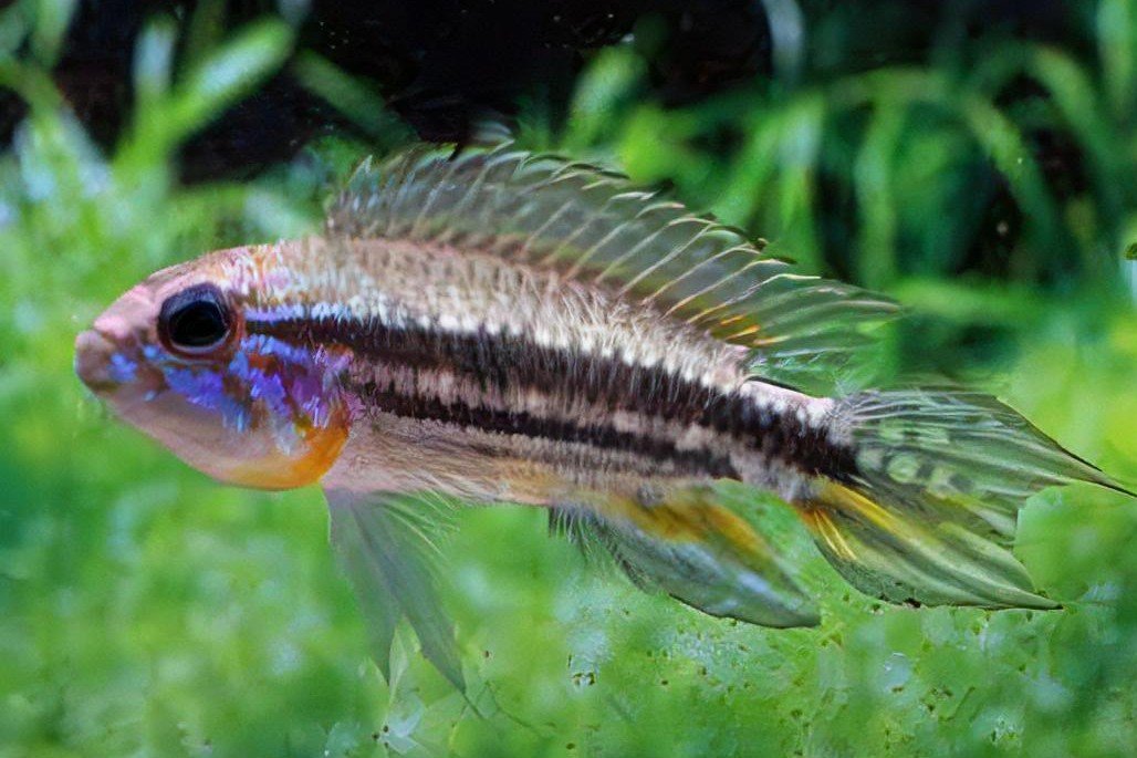 Mendez' dwergcichlide