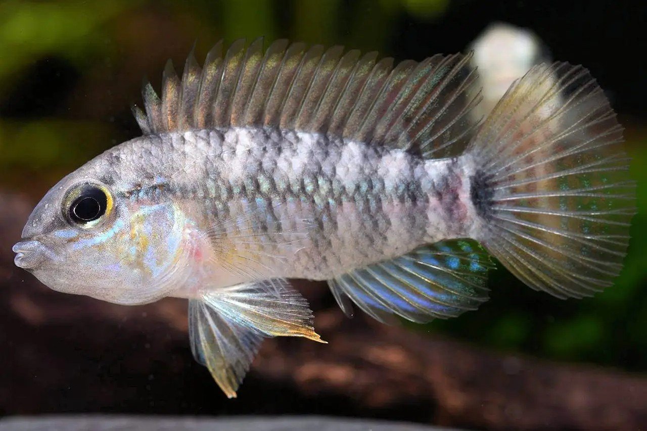 Apistogramma moae