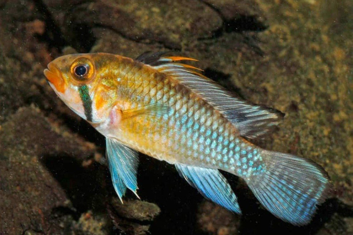 Apistogramma norberti