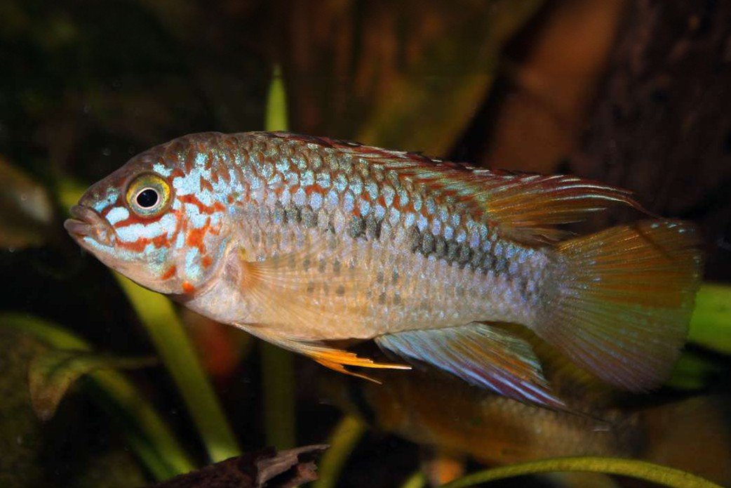 Apistogramma ortegai