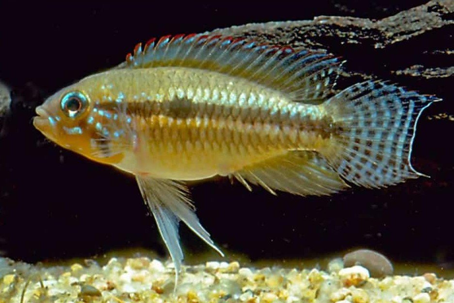 Apistogramma paucisquamis