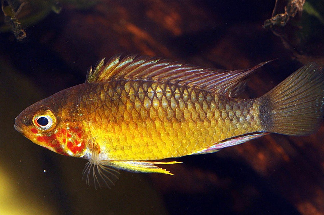 Apistogramma paulmuelleri