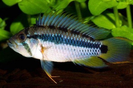 Apistogramma payaminonis