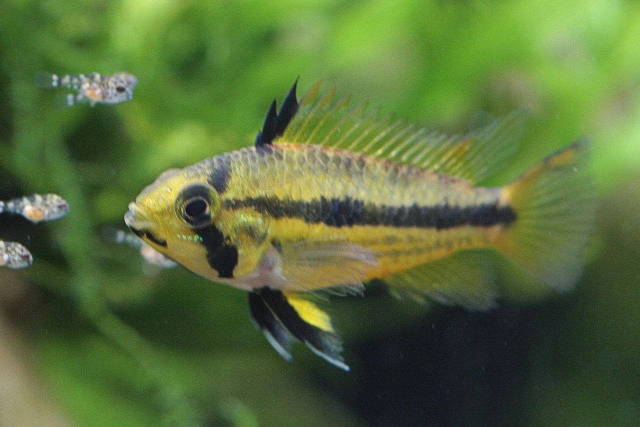 Apistogramma pedunculata