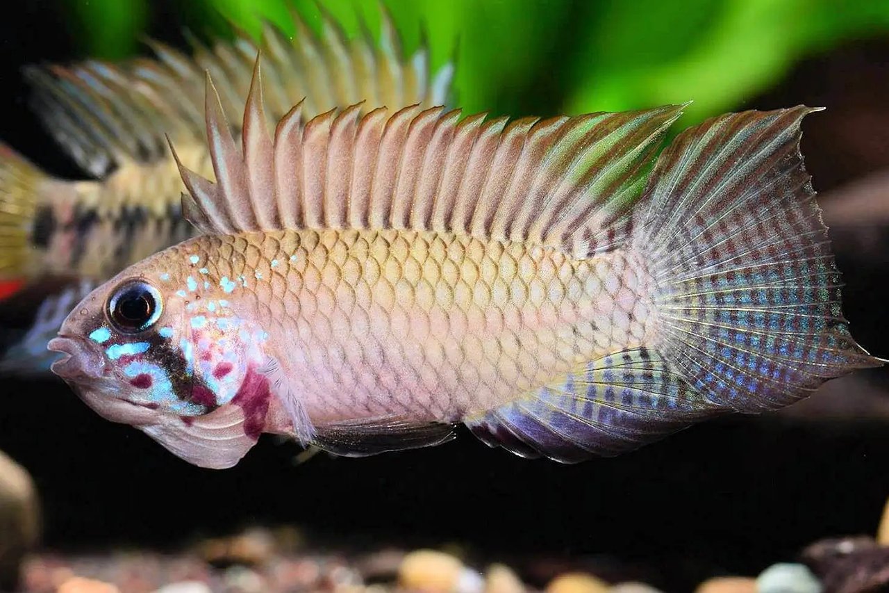Apistogramma piaroa