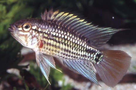 Apistogramma playayacu