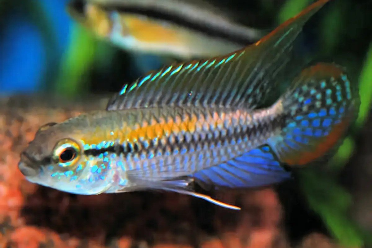 Apistogramma pulchra