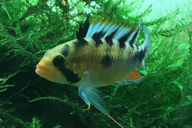 Apistogramma rositae