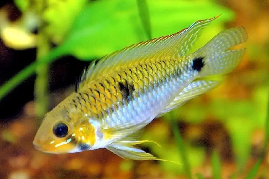 Two-spot Apistogramma