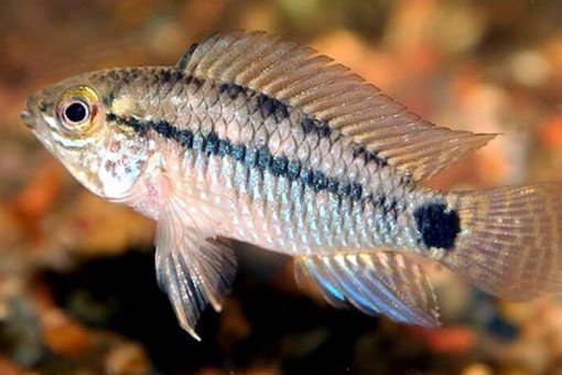 Apistogramma similis-dwergcichlide