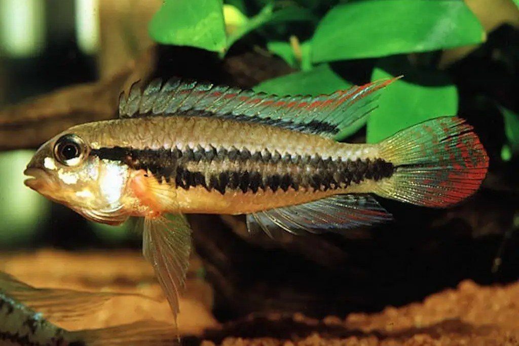 Apistogramma sororcula