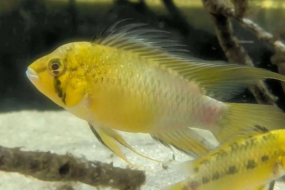 Apistogramma sp. D12 Pacman