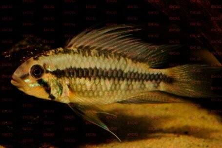 Apistogramma staecki
