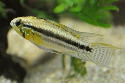 Apistogramma taeniata