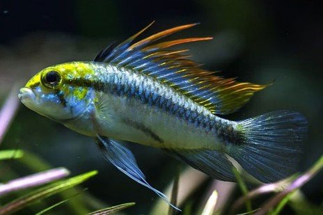 Threestripe apisto
