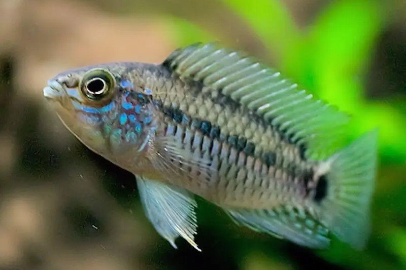 Urteaga's dwergcichlide