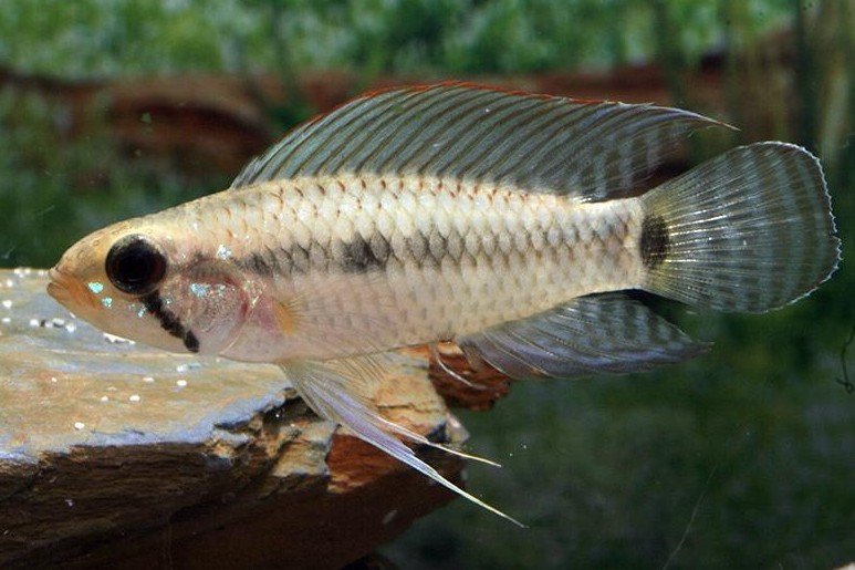 Apistogramma velifera
