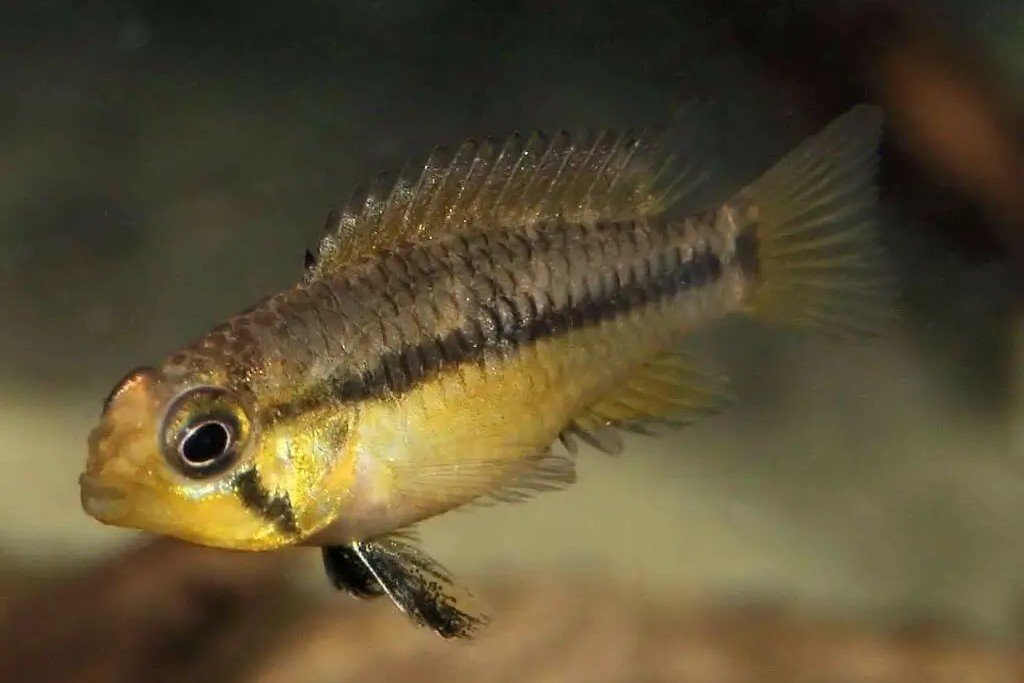 Apistogramma wapisana