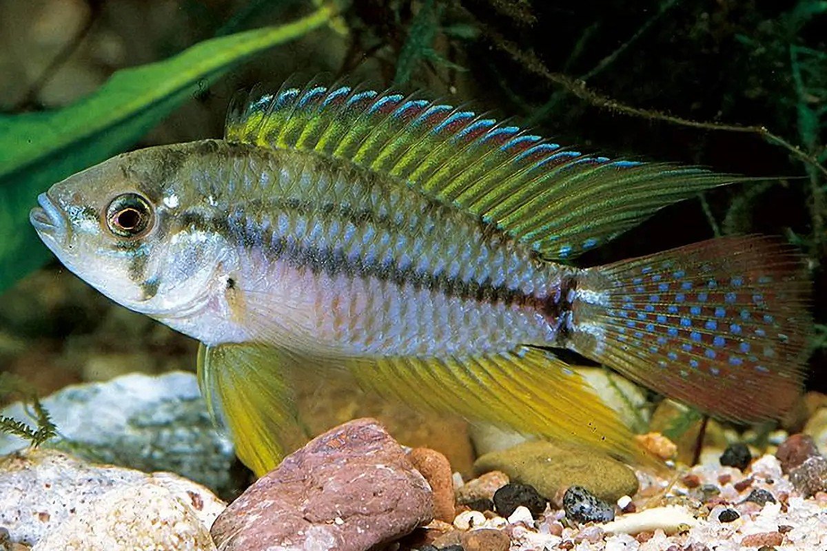 T-bar Apistogramma
