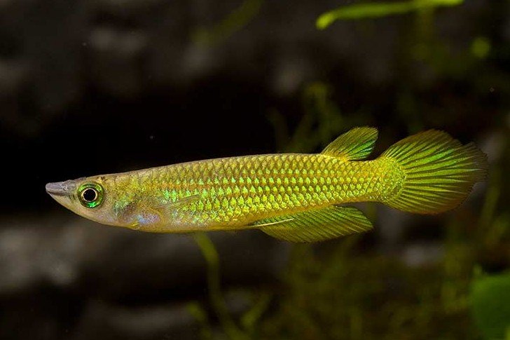 Aplocheilus lineatus