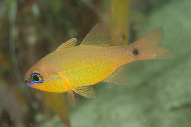 Shorttooth cardinalfish