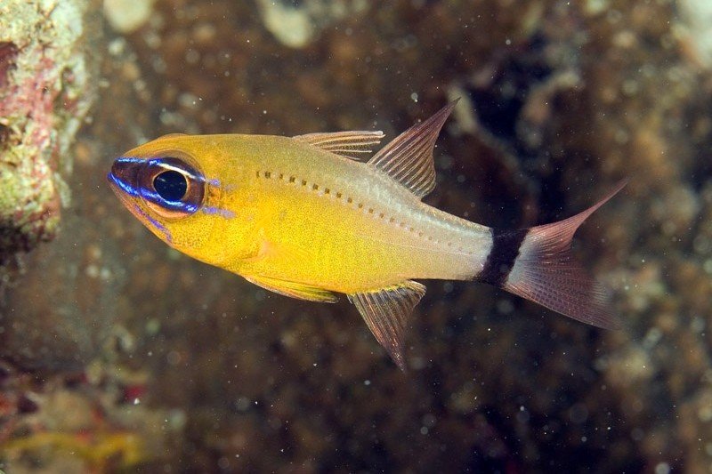 Golden cardinalfish