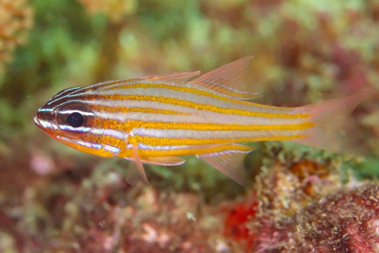 Yellow-striped cardinalfish