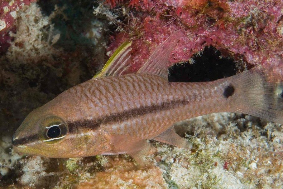 Iridescent cardinalfish