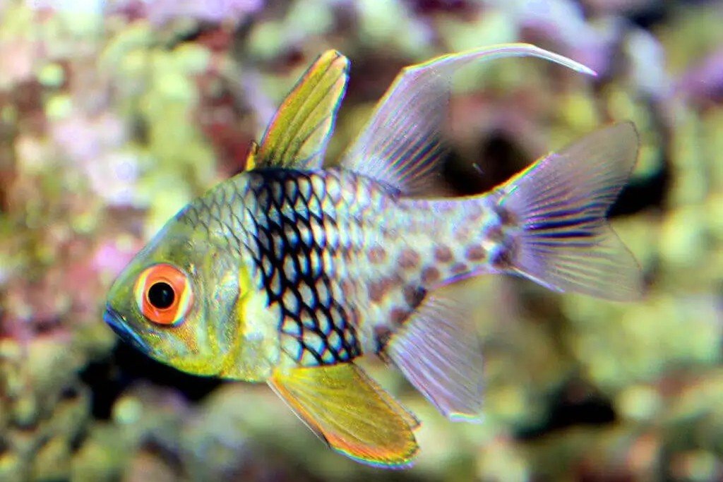 Pajama cardinalfish
