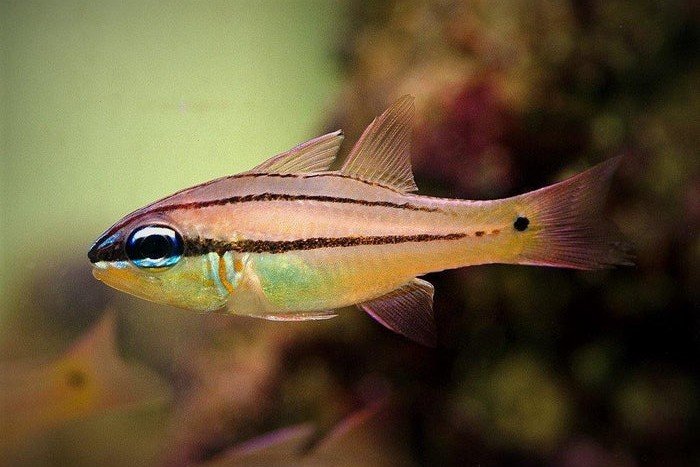 Seale’s cardinalfish