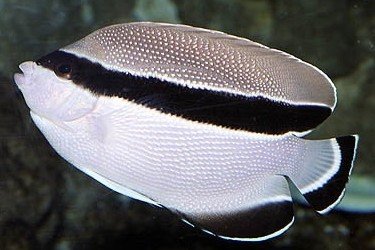 Banded Angelfish
