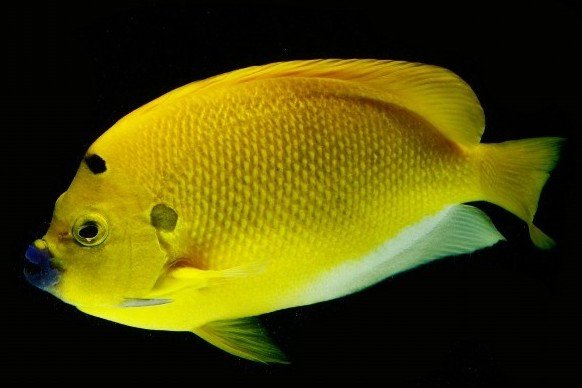 Armitage angelfish