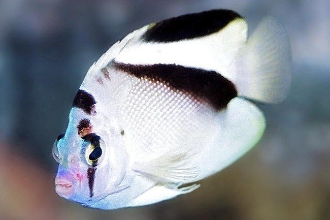 Griffis angelfish