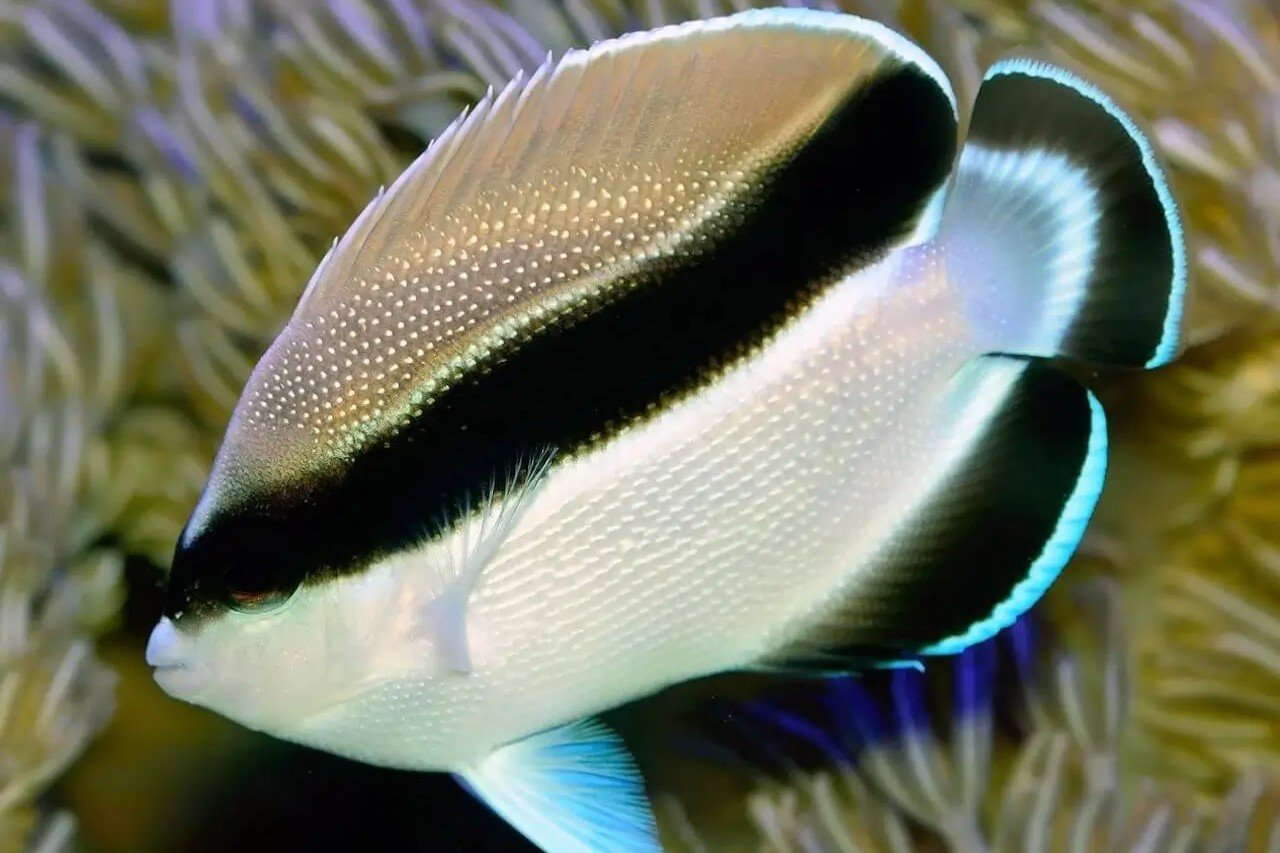 Apolemichthys guezei