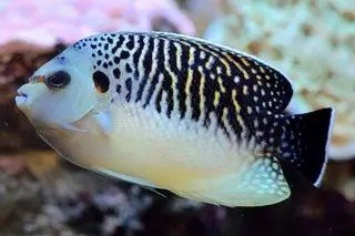 Tiger Angelfish
