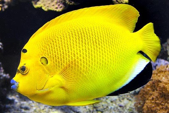 Threespot angelfish