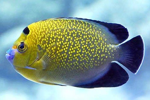 Goldspotted Angelfish