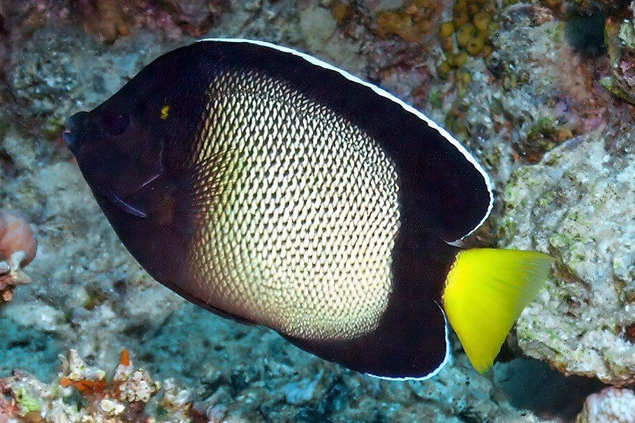 Smoky angelfish
