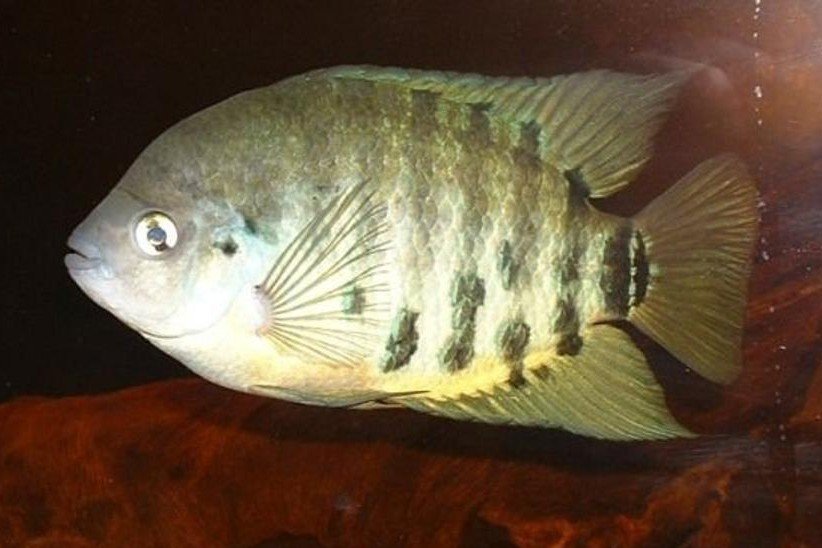 Flier cichlid