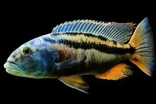 Christy's Aristochromis
