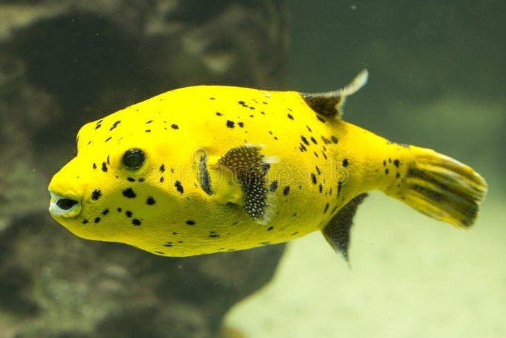 Yellow pufferfish
