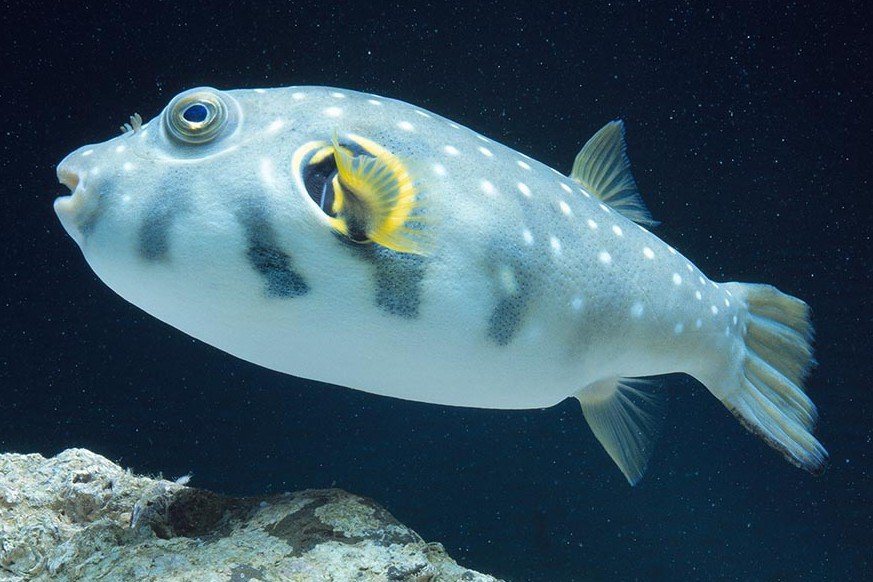 White-spotted puffer