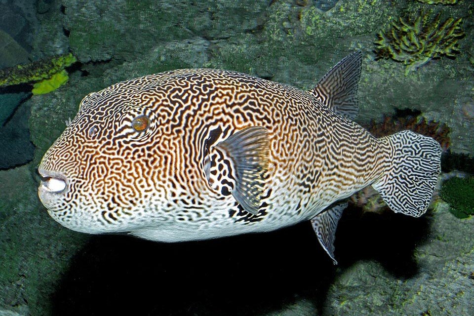 Map puffer
