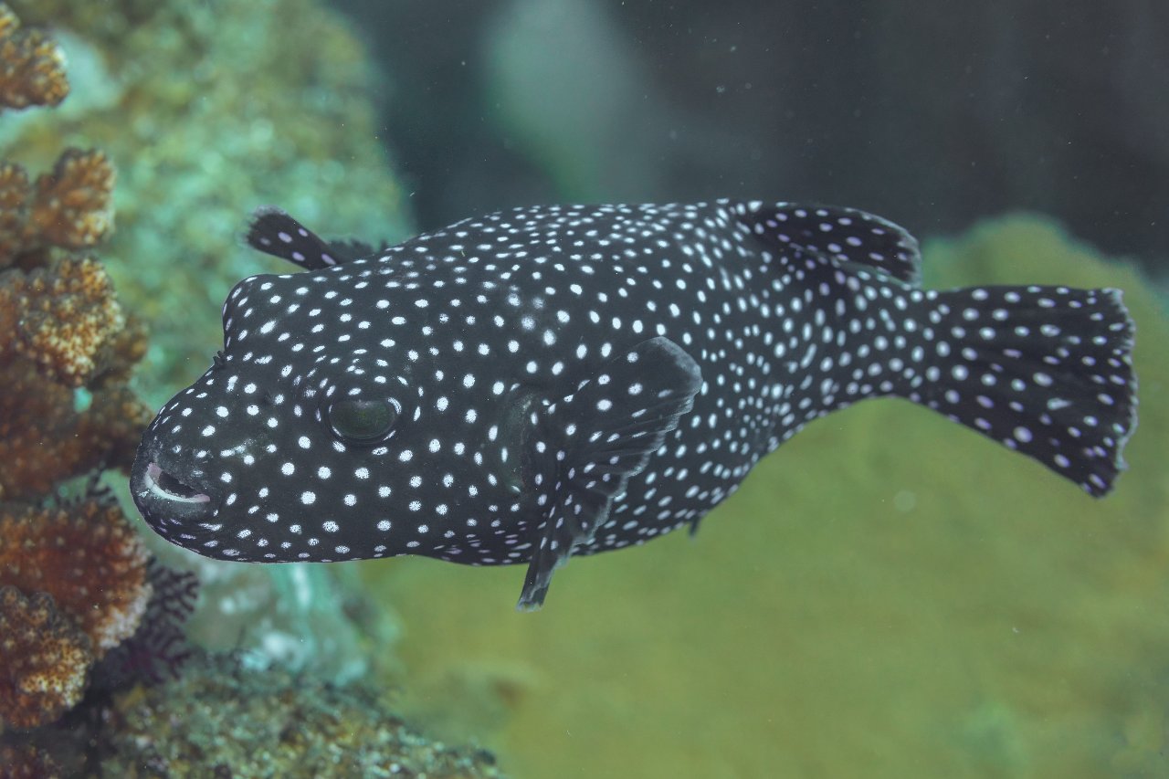 Guineafowl puffer