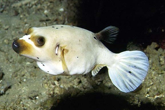 Blackspotted puffer