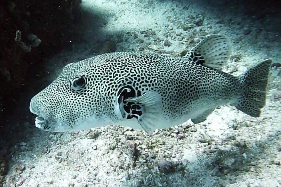 Giant pufferfish